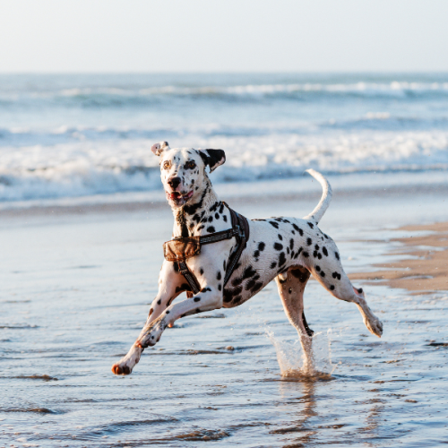 Imatge d'un gos a la platja